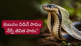 కొత్త జీవితం కావాలా..? పాము నేర్పించే గొప్ప జీవిత పాఠం ఇదే..