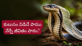 కొత్త జీవితం కావాలా..? పాము నేర్పించే గొప్ప జీవిత పాఠం ఇదే..