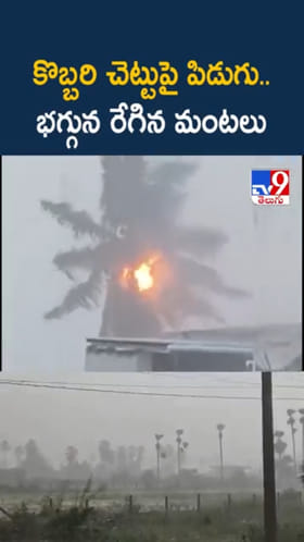 Watch: కొబ్బరి చెట్టుపై పిడుగు.. భగ్గున చెలరేగిన మంటలు
