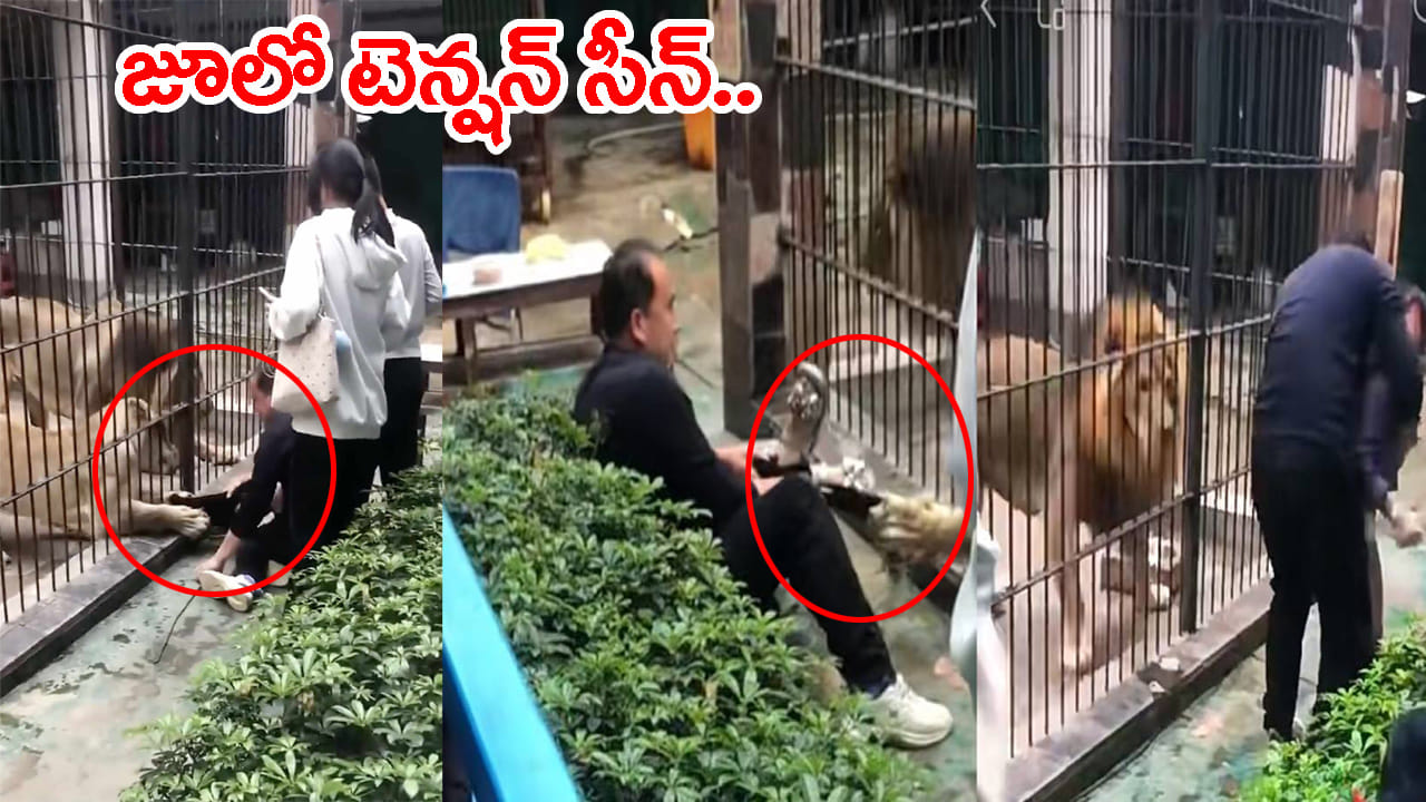జూలో సింహం దాడి నుంచి తండ్రి కూతురిని కాపాడాడు