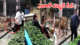 వీడియో చూస్తే గుండె ఆగిపోద్ది.. ఆకలితో ఉన్న సింహం ఎంత పని చేసింది