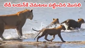 పిల్లలతో నది దాటుతోన్న లేడీ లయన్.. సడన్‌గా దూసుకొచ్చిన మొసలి