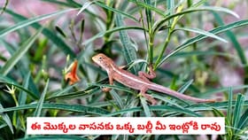 ఈ మొక్కల వాసనకు ఒక్క బల్లీ మీ ఇంట్లోకి రావు