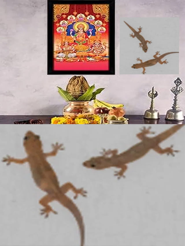 ఇంట్లో బల్లి కనిపిస్తే శుభమా? అశుభమా? వాస్తు శాస్త్రం చెప్పే సంకేతాలు ఇవే!