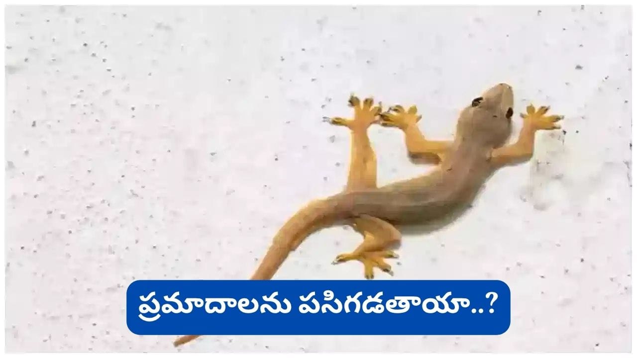 Lizard Omens: ఇంట్లో నేలపై పాకుతూ బల్లి కనిపిస్తే శుభమా? అశుభమా? శాస్త్రం, నమ్మకాలు చెప్పేదేమిటి?