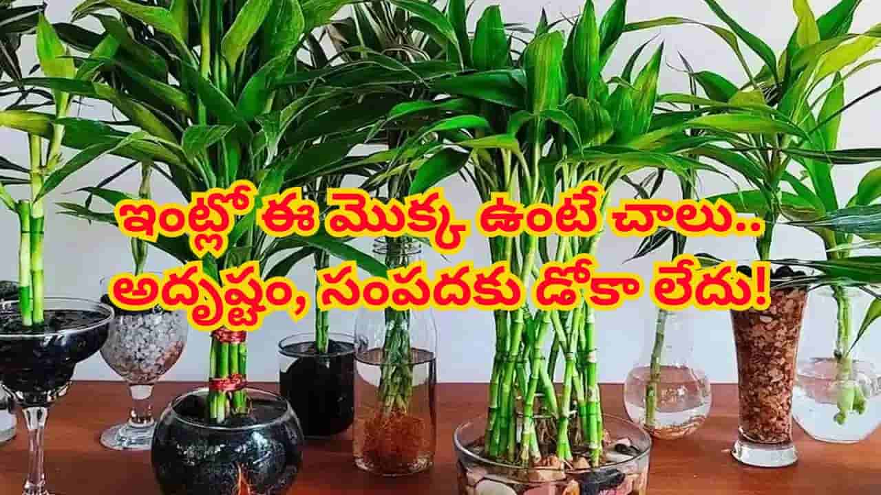 ఈ లక్కీ ప్లాంట్ ఎప్పటికీ పచ్చగా ఉండాలంటే మట్టిలో పెంచడం మంచిదా, నీటిలోనా? నిపుణులు ఏం చెబుతున్నారంటే..