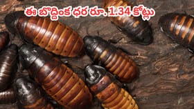 ఇదేందయ్యా ఇది.. ఈ బొద్దింక ధర రూ. 1.34 కోట్లా..
