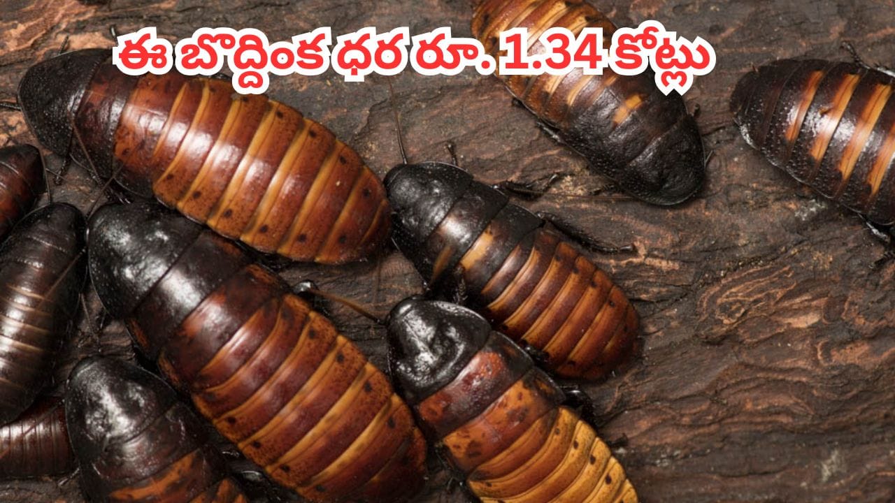ఇదేందయ్యా ఇది.. ఈ బొద్దింక ధర రూ. 1.34 కోట్లా.. ఈ నిజాలు తెలిస్తే నోరెళ్లబెట్టాల్సిందే..