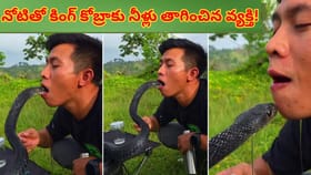 ఇది ధైర్యమా,పిచ్చి సాహసమా? కింగ్ కోబ్రాకు నోటితో నీళ్లు తాగించాడు