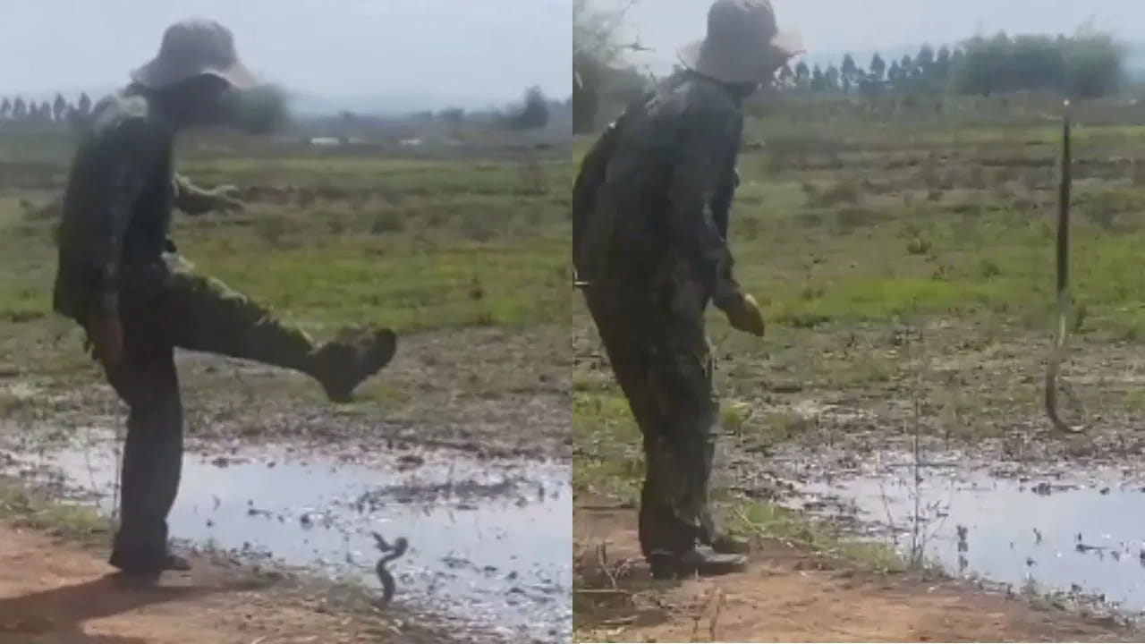 Viral Video: నీ ధైర్యానికి దండం రా సామీ.. పాముతో ఫుట్బాల్ ఆడుకున్నాడు.. వీడియో చూస్తే దిమ్మతిరిగిపోద్ది..