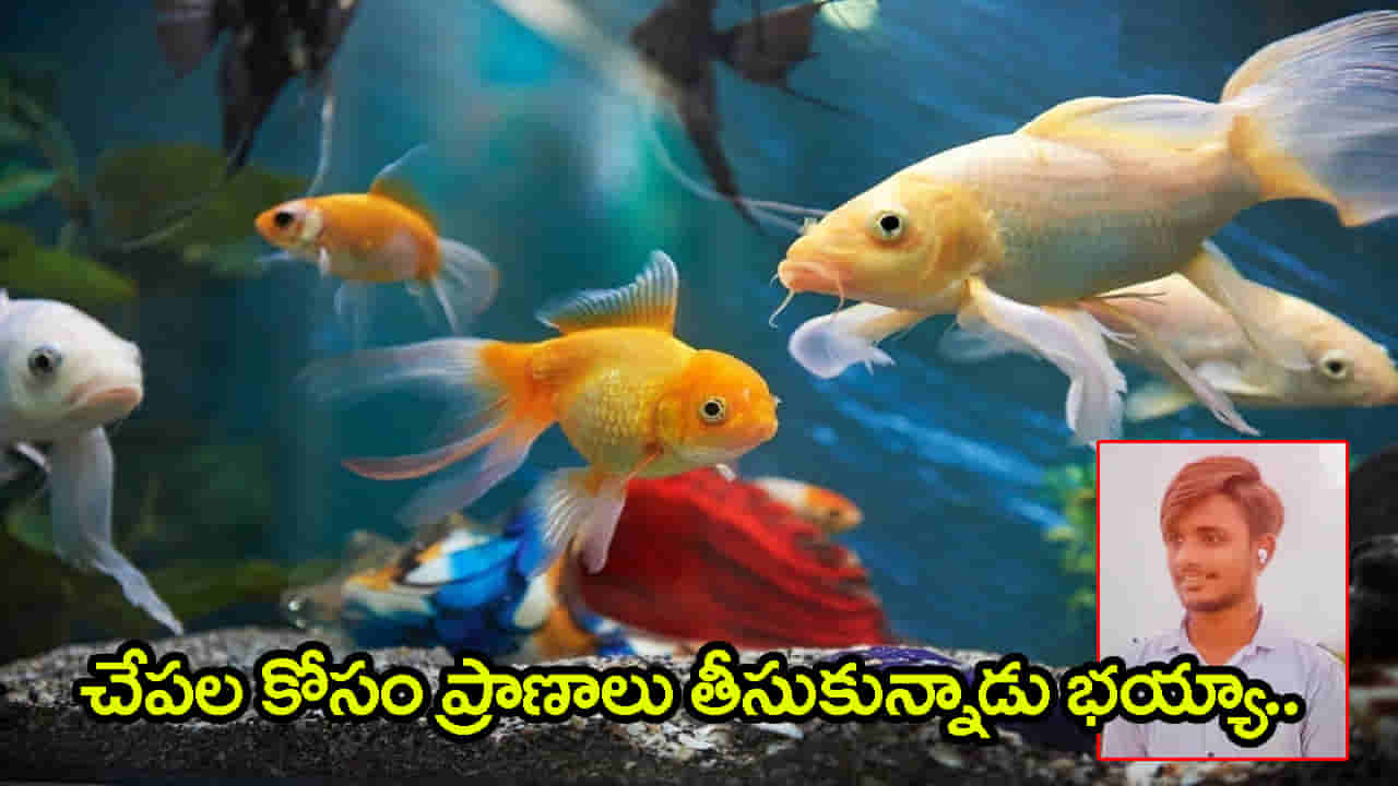 అక్వేరియంలోని చేపలు చనిపోయాయనీ.. యువకుడి ఊహించని నిర్ణయం! దెబ్బకు ఊరంతా షాక్..