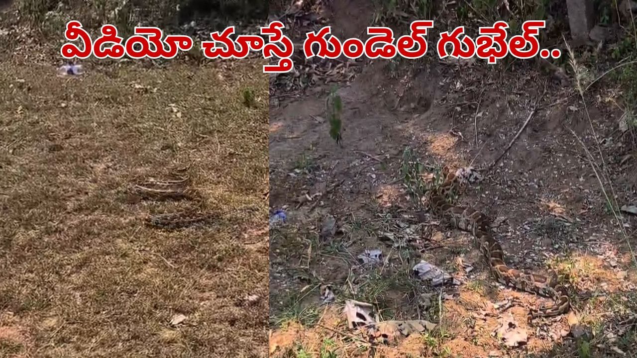 Andhra Pradesh: పొలం పక్కన కాలువ నుంచి వింత శబ్దాలు.. ఏంటా అని చూసిన రైతులకు గుండెలు గుభేల్.. వీడియో చూడండి..