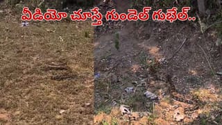 Andhra Pradesh: పొలం పక్కన కాలువ నుంచి వింత శబ్దాలు.. ఏంటా అని చూసిన రైతులకు గుండెలు గుభేల్.. వీడియో చూడండి..