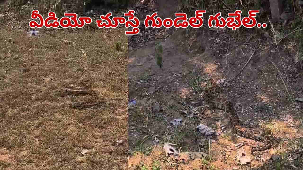 Andhra Pradesh: పొలం పక్కన కాలువ నుంచి వింత శబ్దాలు.. ఏంటా అని చూసిన రైతులకు గుండెలు గుభేల్.. వీడియో చూడండి..