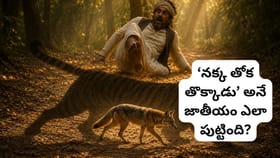 ‘నక్క తోక తొక్కాడు’ అంటే ఏమిటి? ఇందులోని నక్క అసలు నక్కే కాదు..
