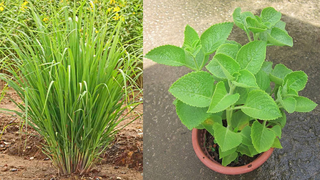 ఐదవది నిమ్మగడ్డి (Lemon Grass). ఇది ఒత్తిడిని, యాంగ్జయిటీని తగ్గించడంలో సహాయపడుతుంది. దీన్ని టీ రూపంలో తీసుకుంటే శరీరంలోని విషతుల్యాలు బయటకు వెళ్లిపోతాయి. ఆరవది వాము మొక్క. చిన్న పిల్లలకు కడుపు నొప్పి వచ్చినప్పుడు వాము ఆకులను నలిపి వాసన చూపినా లేదా వాటి రసాన్ని ఇచ్చినా తక్షణ ఉపశమనం లభిస్తుంది.