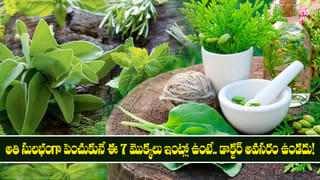 అతి సులభంగా పెంచుకునే ఈ  7 మొక్కలు ఇంట్లో ఉంటే డాక్టర్ అవసరం ఉండదు!