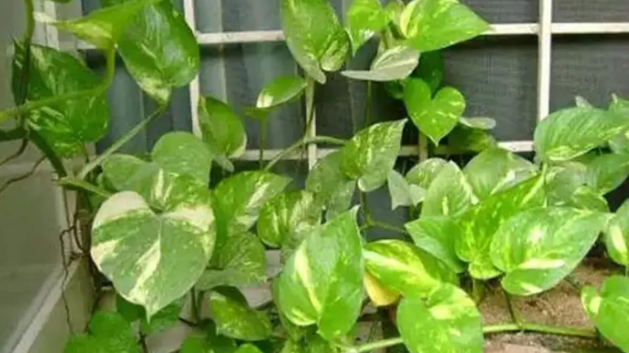 3. కుండీ చిన్నదైపోవడం (Root Bound): మొక్క బాగా పెరిగిన తర్వాత కూడా చిన్న కుండీలోనే ఉంచేస్తే, దాని వేర్లు ఒకదానికొకటి అల్లుకుపోయి ఊపిరాడకుండా మారిపోతాయి. దీనిని 'రూట్ బౌండ్' అంటారు. ఇలా జరగడం వల్ల మట్టిలోని పోషకాలను, నీటిని వేర్లు సరిగ్గా గ్రహించలేవు. ఈ పరిస్థితిలో మొక్కను కాస్త పెద్ద కుండీలోకి, కొత్త మట్టిని ఉపయోగించి మార్చడం (Repotting) చాలా అవసరం.