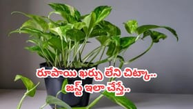 రూపాయి ఖర్చులేని చిట్కా.. ఎండిపోయిన మనీ ప్లాంట్ పచ్చగా మారిపోద్ది