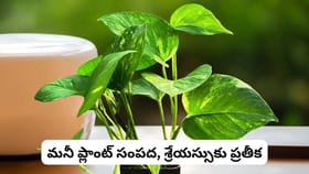 ఈ ఒక్క మొక్కను డెస్క్‌పై పెట్టండి.. కెరీర్ గ్రోత్, డబ్బు ప్రవాహం
