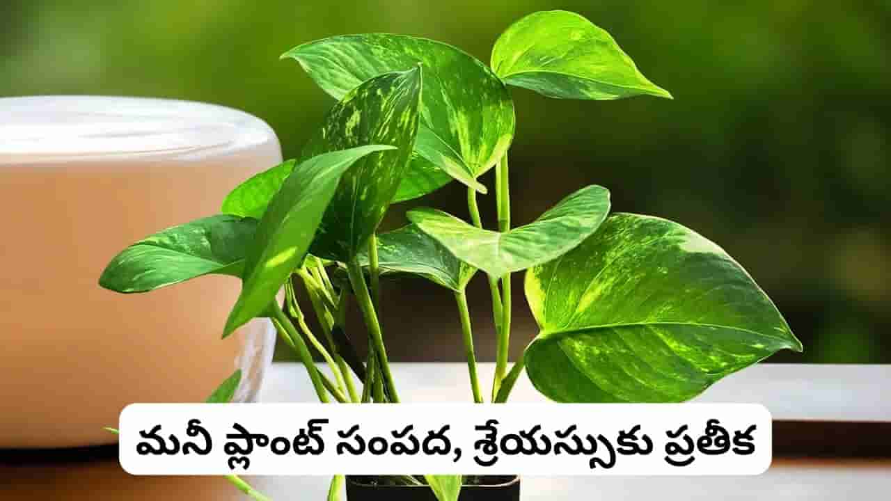 Vastu Tips: ఈ ఒక్క మొక్కను డెస్క్పై పెట్టండి.. కెరీర్ గ్రోత్, డబ్బు ప్రవాహంపై వాస్తు సీక్రెట్ ఇదే!