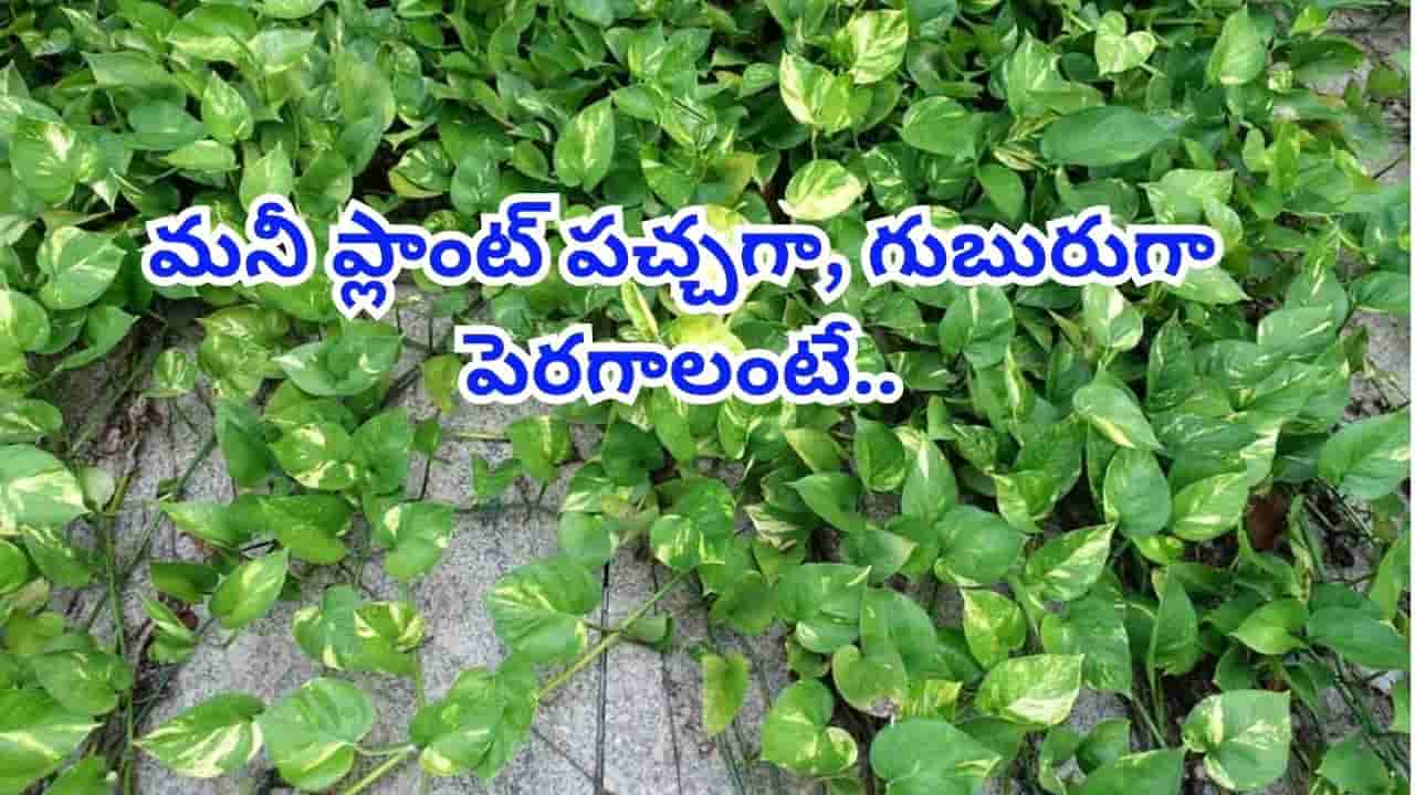 మీ ఇంట్లోని మనీ ప్లాంట్ వాడిపోయిందా? తిరిగి పచ్చగా, గుబురుగా మార్చే అద్భుతమైన చిట్కాలు ఇవే!
