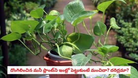 దొంగిలించిన మనీ ప్లాంట్‌ని ఇంట్లో పెట్టుకుంటే మంచిదా? దరిద్రమా?