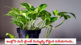 ఇంట్లోని మనీ ప్లాంట్ మిమ్మల్ని రోడ్డున పడేయగలదు..