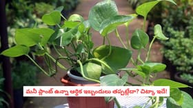 మనీ ప్లాంట్ ఉన్నా ఆర్థిక ఇబ్బందులు తప్పట్లేదా? చిట్కా ఇదే!
