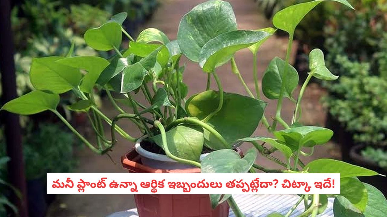 Vastu Tips: మీ ఇంట్లో మనీ ప్లాంట్ ఉందా? కుండీలో ఈ ఒక్క వస్తువును ఉంచితే అదృష్టం మీ వశమవుతుంది!
