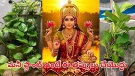 మీ ఇంట్లో మనీ ప్లాంట్ ఉందా..? ఈ తప్పులు చేయొద్దు..