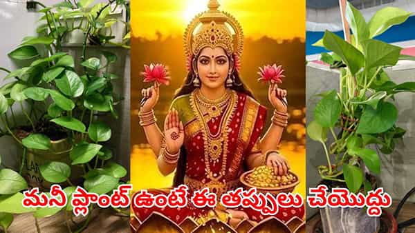 Money Plant: ఇంట్లో మనీ ప్లాంట్ ఉండాల్సిందే ఇక్కడే.. ధనరాశులు కురవాలంటే ఈ తప్పులు చేయొద్దు..