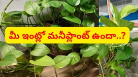 మీ ఇంట్లో మనీ ప్లాంట్ ఉందా..? ఈ తప్పులు చేయొద్దు..