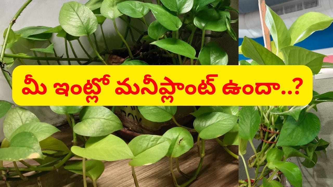 మీ ఇంట్లో మనీ ప్లాంట్ ఉందా..? ఈ దిశలో పెట్టడం అత్యంత శుభప్రదం.. ఈ తప్పులు చేయొద్దు