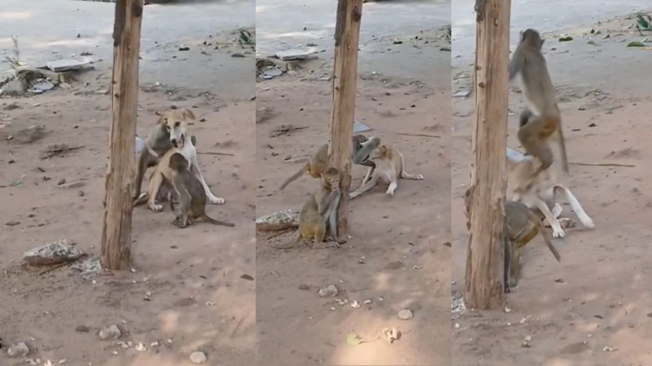 Viral Video: జాతి వైరాన్ని మరిచిన కోతి–కుక్క.. గోదావరిఖనిలో అరుదైన దృశ్యం