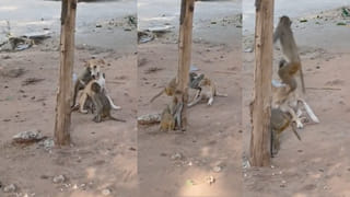 Viral Video: జాతి వైరాన్ని మరిచిన కోతి–కుక్క.. గోదావరిఖనిలో అరుదైన దృశ్యం