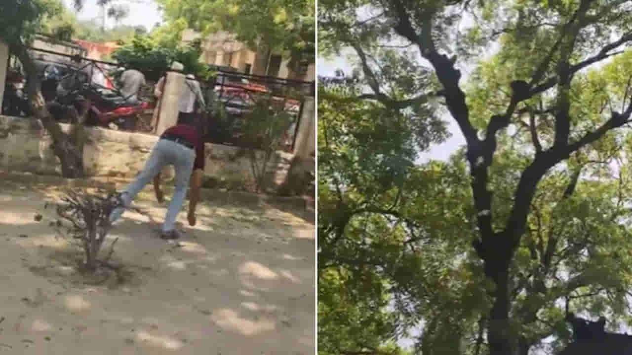 Viral Video: వార్నీ వానరం ఎంత పనిచేసింది.. క్యాష్ బ్యాగ్ ఎత్తుకెళ్లిన కోతి.. చెట్టుపై నుండి నోట్ల వర్షం కురిపించింది..