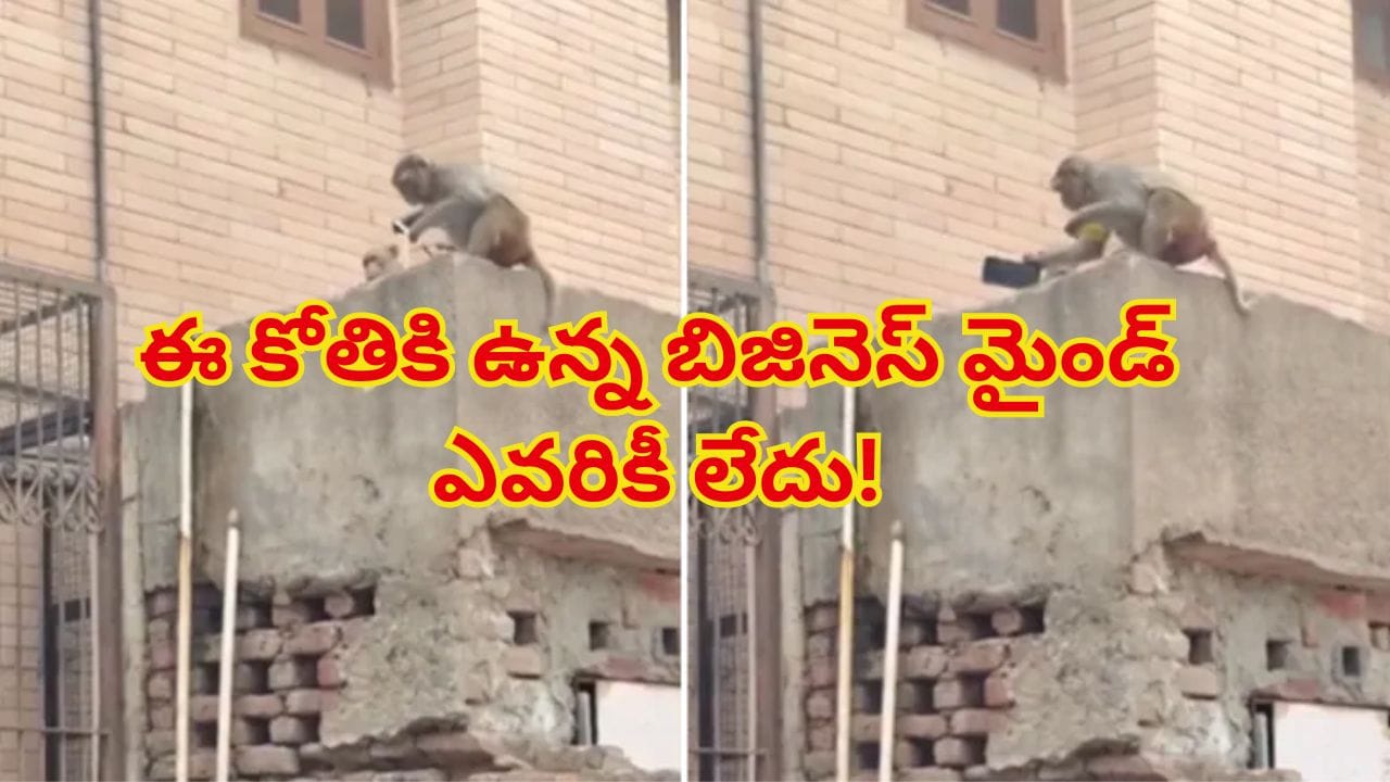 Viral Video: ఏం తెలివిరా సామీ? స్మార్ట్ కోతి.. గివ్ అండ్ టేక్ బిజినెస్ చూశారంటే అవాక్కే!