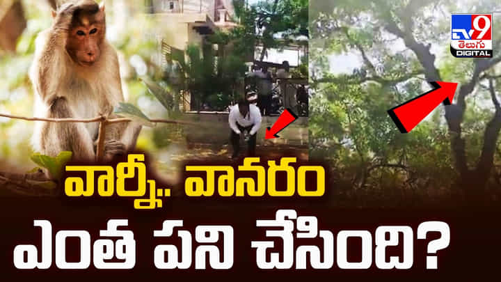 చెట్టుపైనుంచి నోట్ల వర్షం కురిపించిన కోతి.. వానరం ఎంత పని చేసింది! చెట్టుపైనుంచి నోట్ల వర్షం కురిపించిన కోతి.. వానరం ఎంత పని చేసింది!