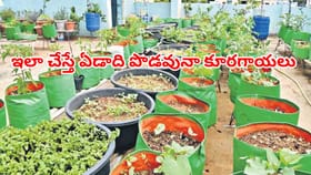 వర్షాకాలంలో మిద్దెపై ఇలా చేస్తే కూరగాయలు బుట్టలు బుట్టలు కాస్తాయ్