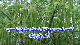 మునగ చెట్టుకు గుత్తులుగుత్తుల కాయలు కావాలా? ఈ సీక్రెట్ టిప్స్