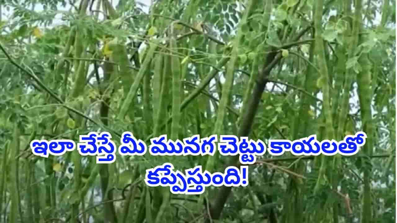 మునగ చెట్టుకు గుత్తులుగుత్తుల కాయలు కావాలా? ఈ సీక్రెట్ టిప్స్ ట్రై చేయండి!