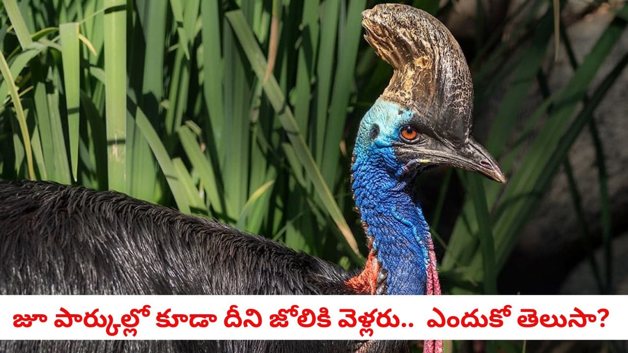 Danger Bird:ఒక్క తన్నుతో మనిషి ప్రాణం తీయగల ప్రపంచంలోనే అత్యంత ప్రమాదకరమైన జీవి ఇదే!