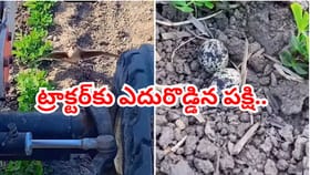 గుడ్లను కాపాడుకోవడానికి ట్రాక్టర్‌కు ఎదురొడ్డిన పక్షి.. వీడియో