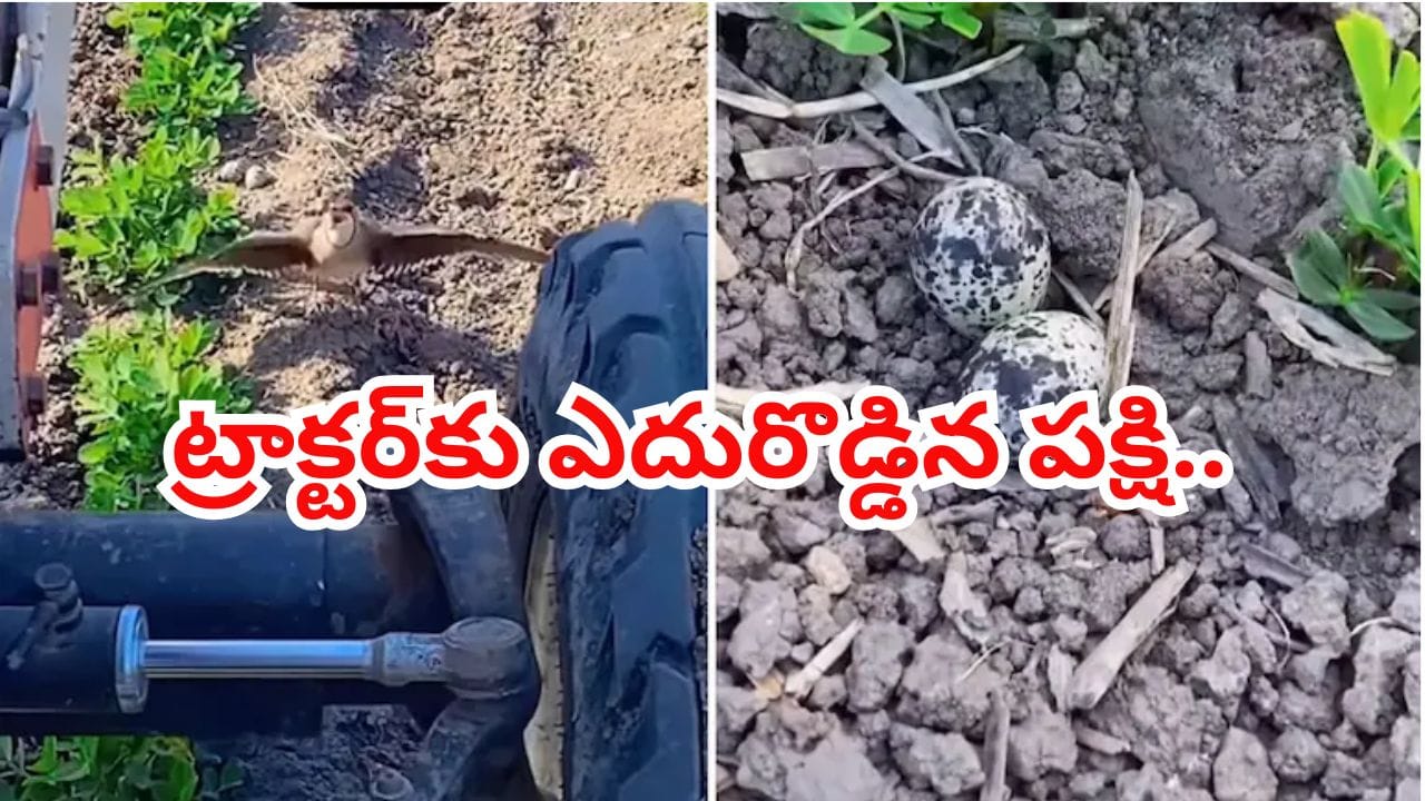 Viral Video: గుడ్లను కాపాడుకోవడానికి ట్రాక్టర్కు ఎదురొడ్డిన పక్షి.. సోషల్ మీడియాను కదిలిస్తున్న మాతృప్రేమ!