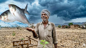 అసలు చేపలకు, మృగశిరంకు మధ్య ఉన్న సంబంధం ఏంటో తెలుసా?