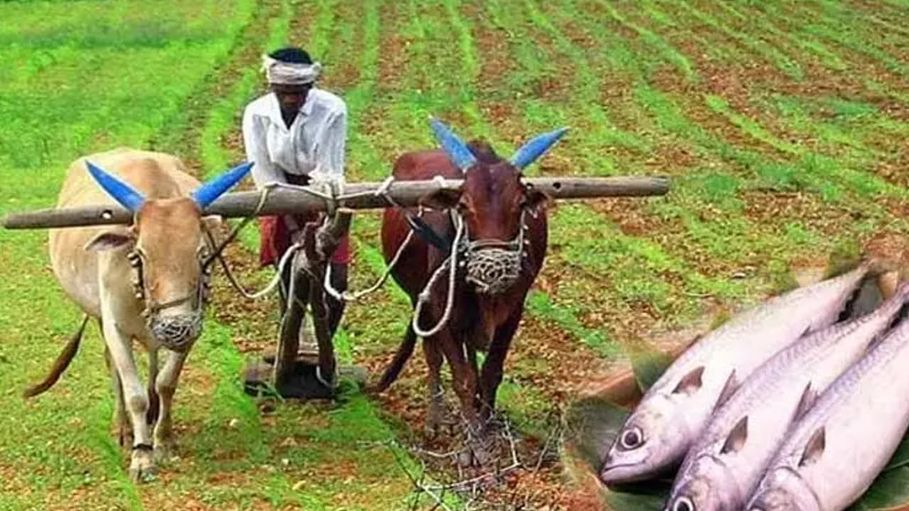 ఇక మృగశిర కార్తె అంటే, సూర్యడు రోహిణి నక్షత్రం నుంచి మృగశిర నక్షత్రంలోకి ప్రవేశించడాన్ని మృగశిర కార్తె అంటారు. ఈ సమయంలో తొలకరి చినుకులు పడటంతో రైతులు వ్యవసాయం పనులు మొదలు పెడతారు, దుక్కి దున్ని, విత్తనాలు నాటడం వంటి పనులు చేస్తుంటారు.