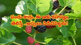 మల్బరీ పండ్లే కాదు..వాటి ఆకుల్లో దాగున్న ఆరోగ్య రహస్యాలు తెలిస్తే