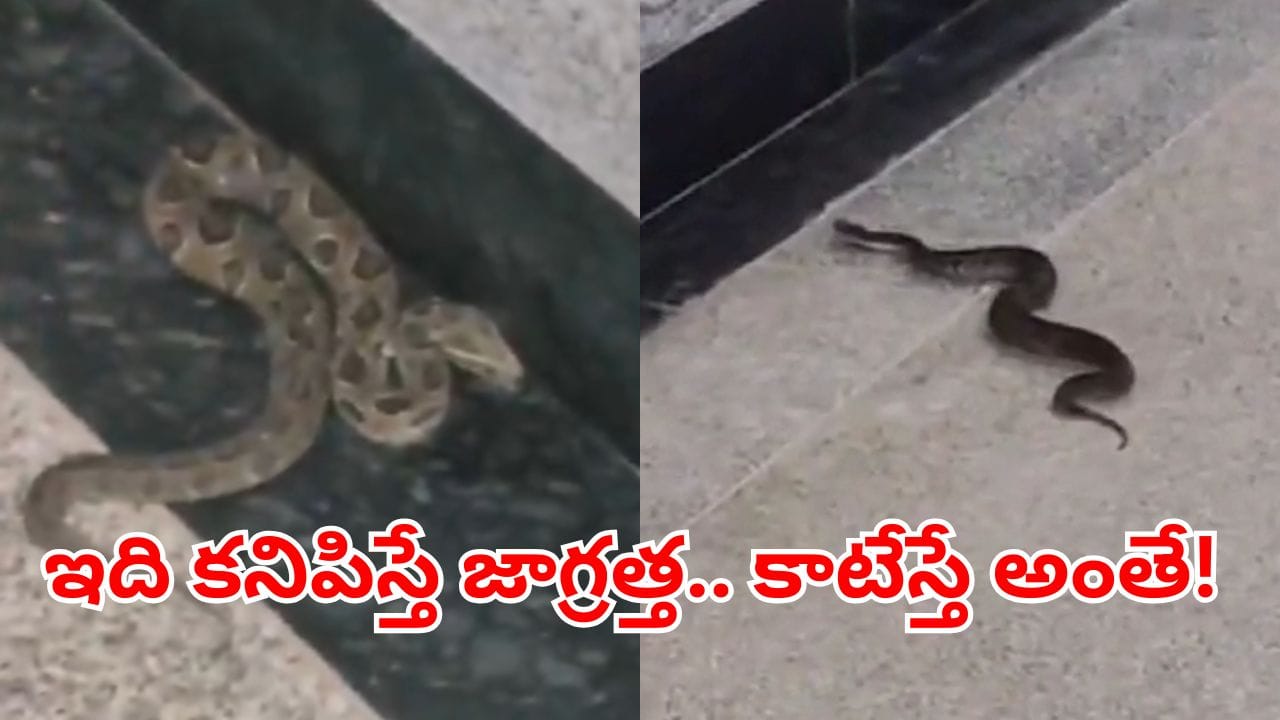 Viral Video: మెట్రో స్టేషన్లోని అనుకోని అతిథి.. ఇది ఎంత ప్రమాదకరమో తెలిస్తే..