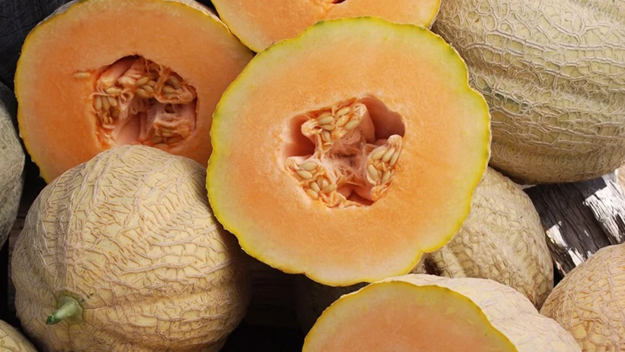 Muskmelon Seeds